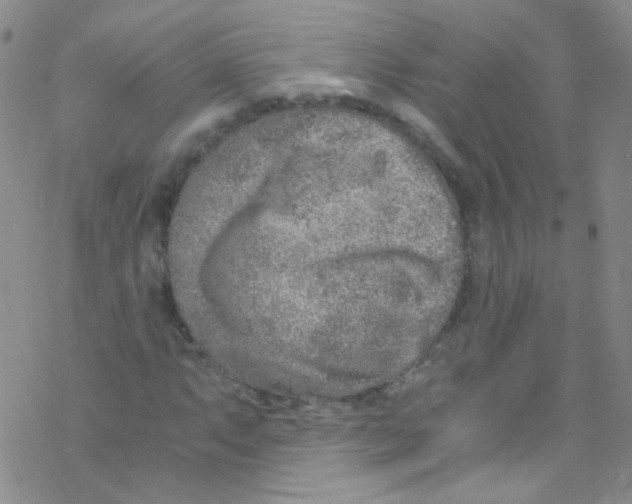 X0000076351063200610272114