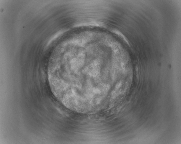 X0000076351064200610272114