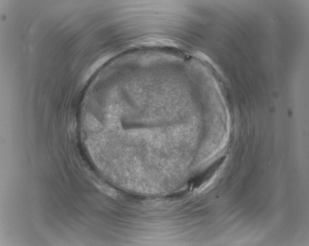 X0000076351065200610272114