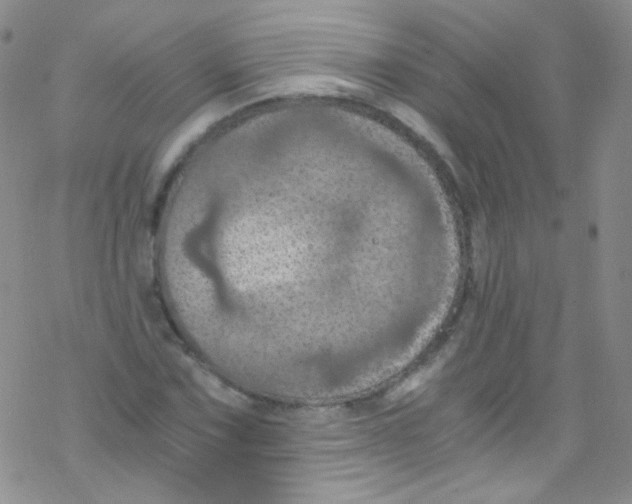 X0000076351067200610272114