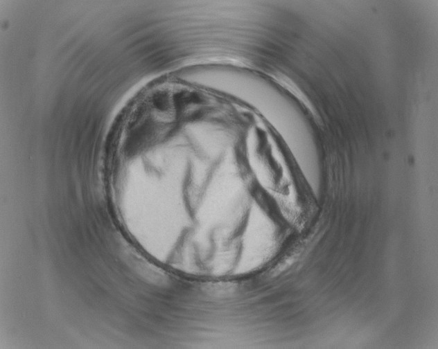 X0000076351068200610272114