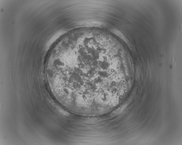 X0000076351071200610272114