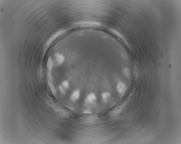 X0000076351074200610272114