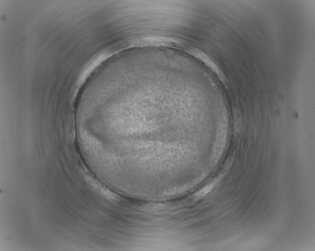 X0000076351075200610272114