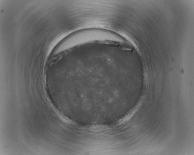 X0000076351077200610272114