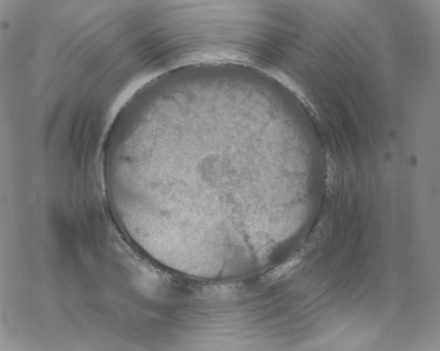 X0000076351078200610272114