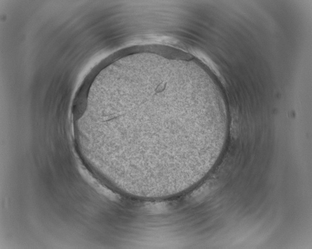 X0000076351080200610272114