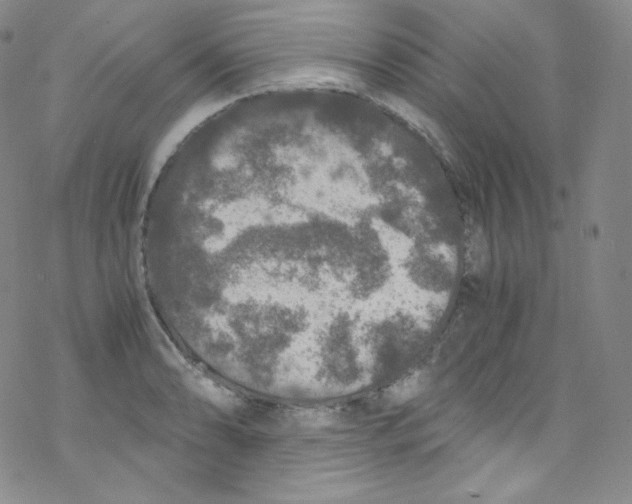 X0000076351086200610272114