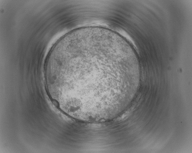 X0000076351088200610272114