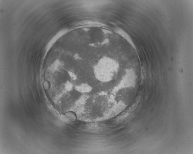 X0000076351098200610272114