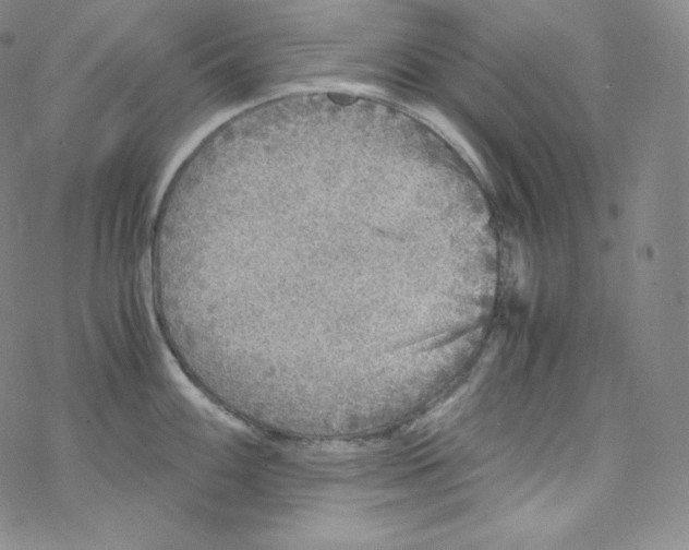 X0000076351100200610272114