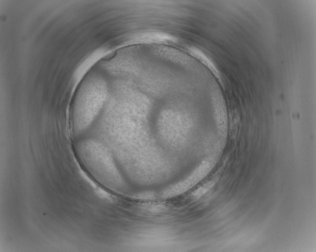 X0000076351103200610272114