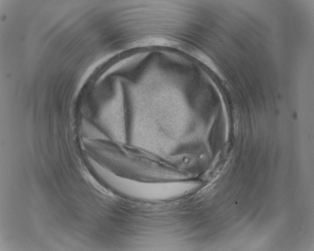 X0000076351116200610272113