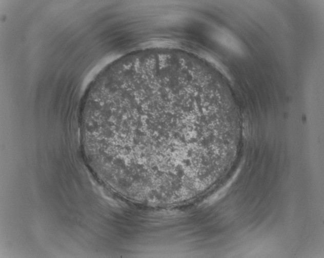 X0000076351117200610272113