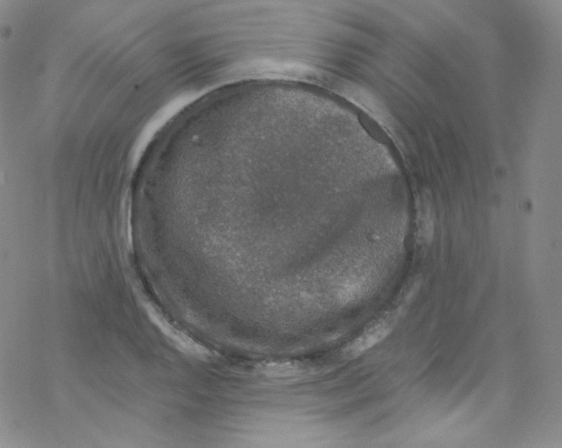 X0000076351128200610272113