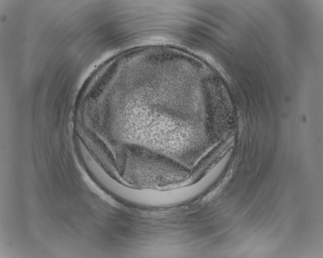 X0000076351134200610272113