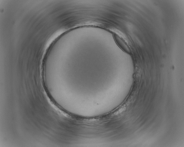 X0000076351135200610272113