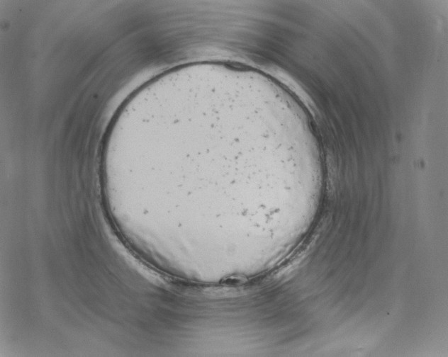 X0000076351142200610272113