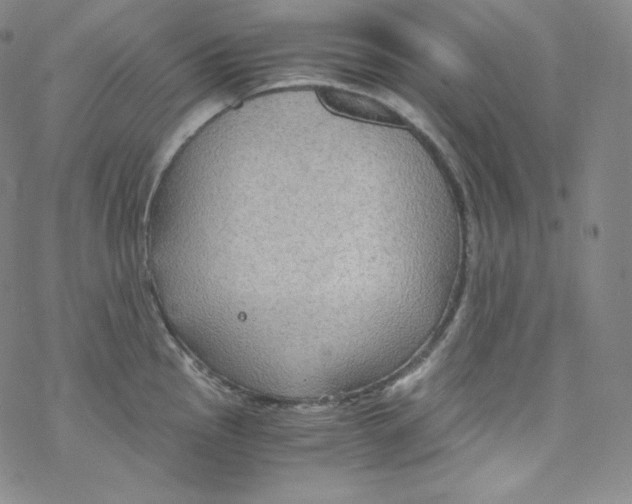 X0000076351145200610272113