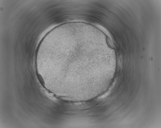 X0000076351149200610272113