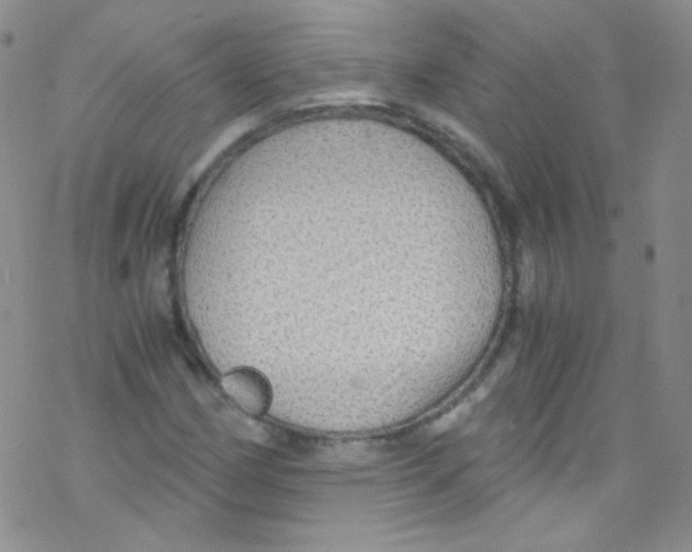 X0000076351162200610272113