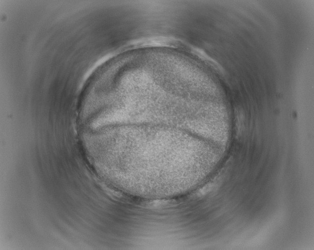 X0000076351166200610272112