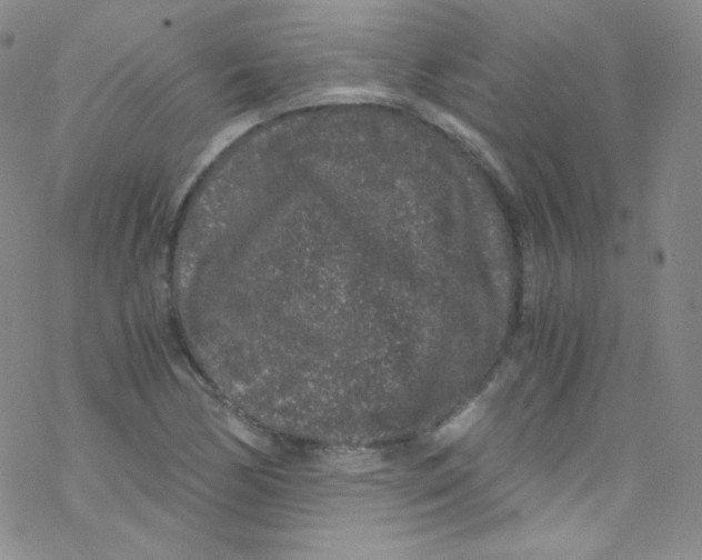 X0000076351170200610272112