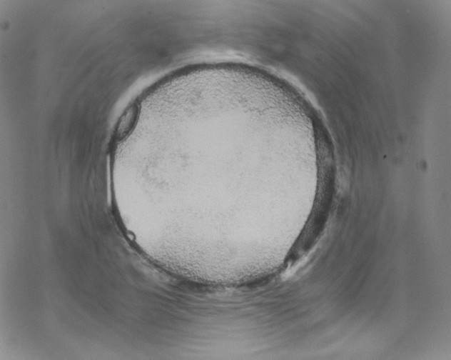 X0000076351175200610272112