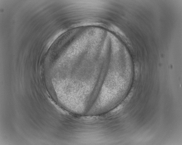 X0000076351185200610272112