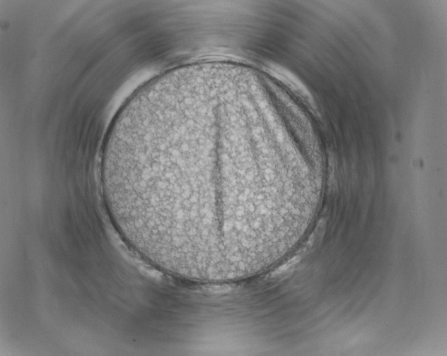 X0000076351190200610272112