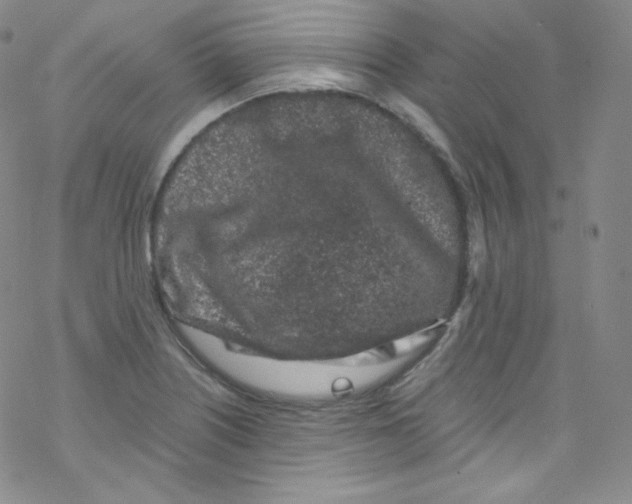 X0000076351226200610272112