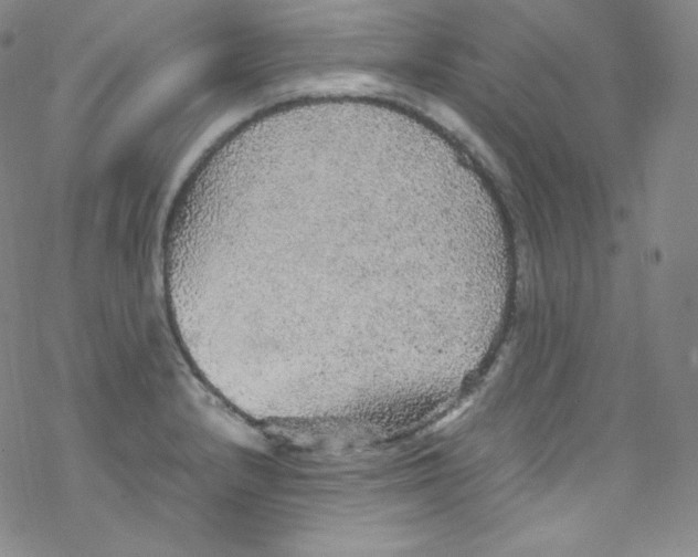 X0000076351232200610272112