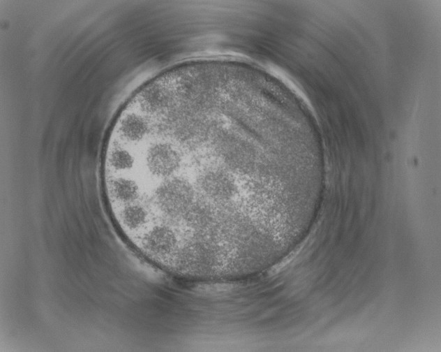 X0000076351237200610272112