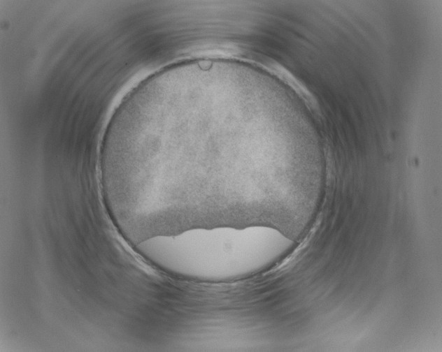 X0000076351240200610272112