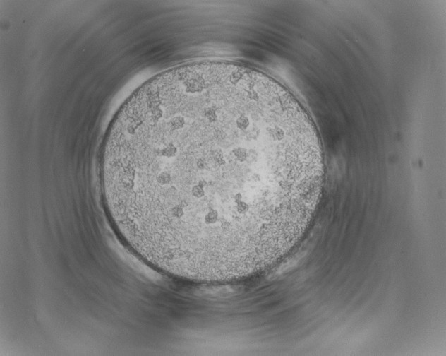 X0000076351243200610272112