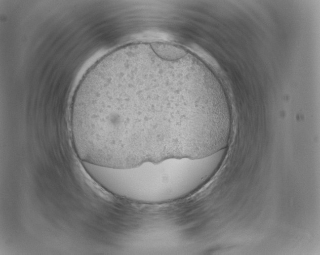 X0000076351248200610272112