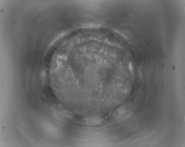 X0000076351254200610272111