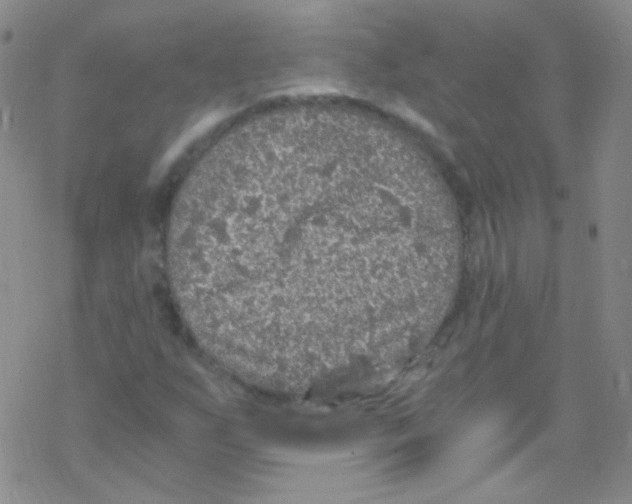 X0000076351255200610272111