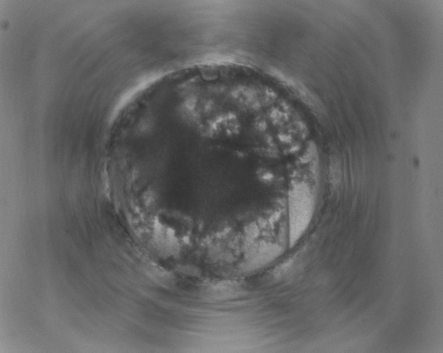 X0000076351262200610272111