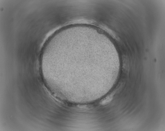 X0000076351264200610272111