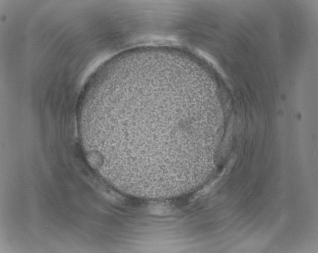 X0000076351267200610272111