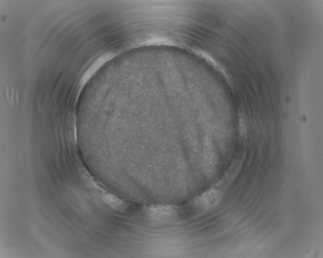 X0000076351274200610272111