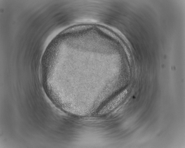 X0000076351295200610272110