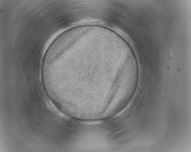 X0000076351296200610272110