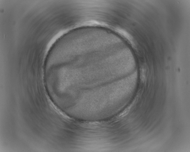 X0000076351326200610272110