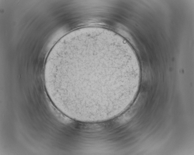 X0000076351338200610272110