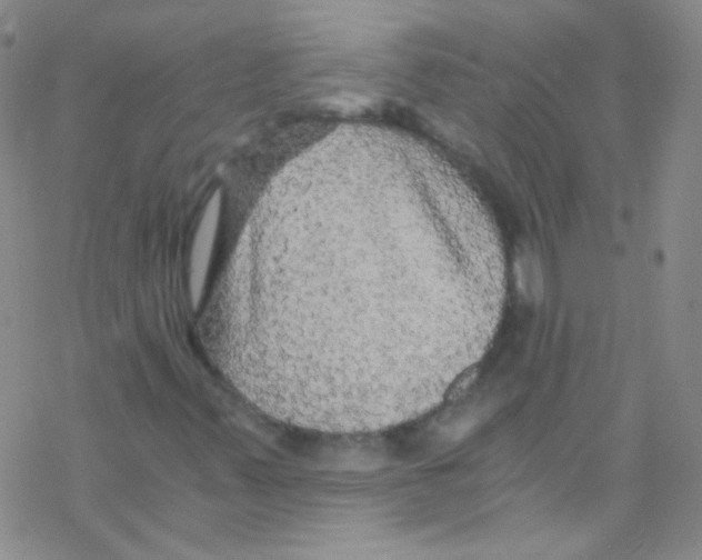 X0000076351347200610272110