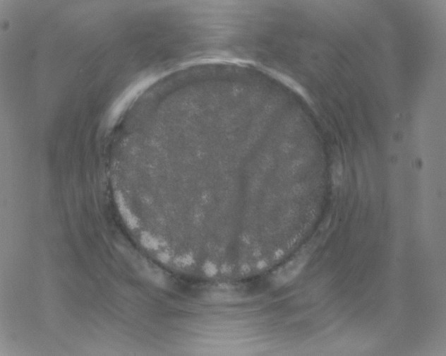 X0000076351359200610272109