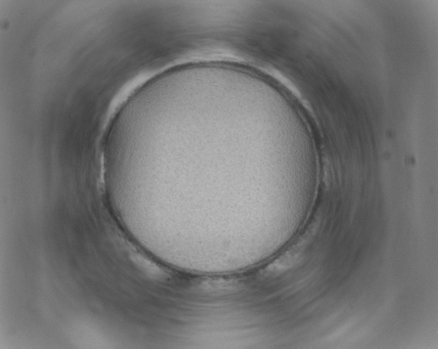 X0000076351366200610272109