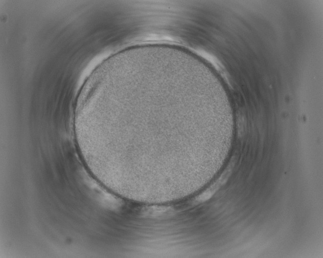 X0000076351374200610272109